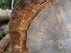 Из чего лучше построить дом